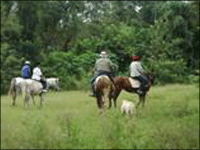 Falcon Tours and Travels