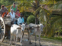 Falcon Tours and Travels