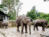 Falcon Tours and Travels